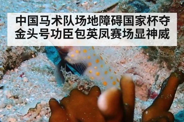 中国马术队场地障碍国家杯夺金头号功臣包英凤赛场显神威